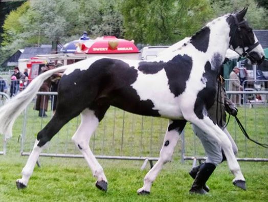 Colored Warmbloods